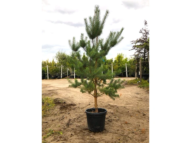 2x grove den pinus sylvestris, naaldboom, wintergroen, ca. 2 m hoog - afbeelding 1 van  3