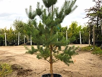 2x grove den pinus sylvestris, naaldboom, wintergroen, ca. 2 m hoog - afbeelding 1 van  3