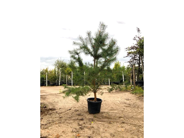 2x grove den pinus sylvestris, naaldboom, wintergroen, ca. 2 m hoog - afbeelding 2 van  3