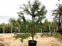 2x grove den pinus sylvestris, naaldboom, wintergroen, ca. 2 m hoog - afbeelding 2 van  3