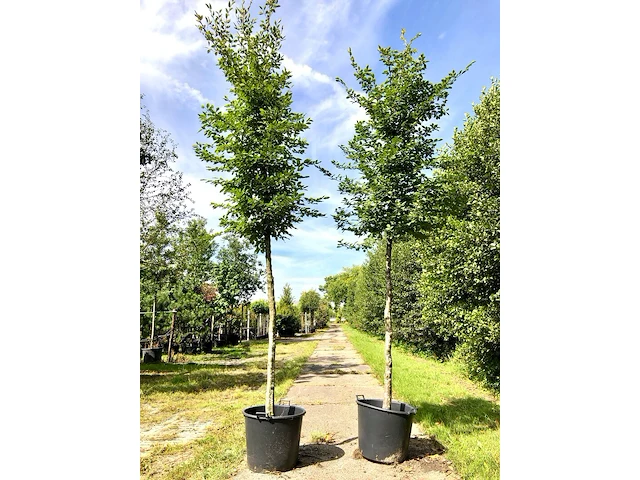2x haagbeuk carpinus betulus, ca. 4 m hoog - afbeelding 1 van  1