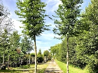 2x haagbeuk carpinus betulus, ca. 4 m hoog - afbeelding 1 van  1