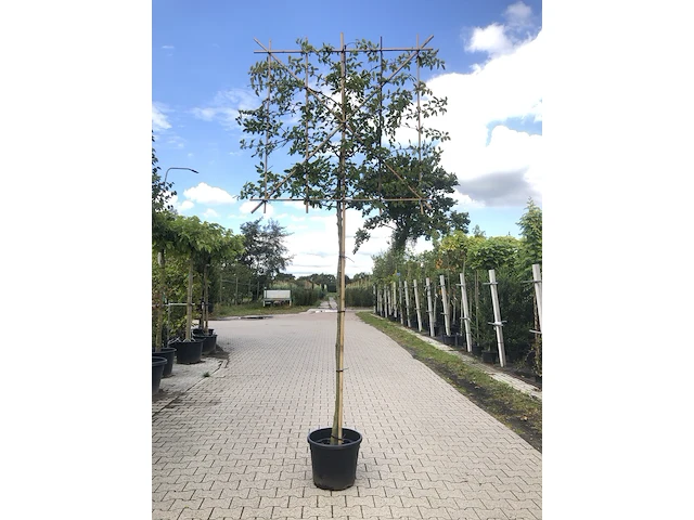 2x haagbeuk carpinus betulus, leiboom, ca. 200 cm stamhoogte - afbeelding 1 van  2