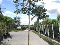 2x haagbeuk carpinus betulus, leiboom, ca. 200 cm stamhoogte - afbeelding 1 van  2