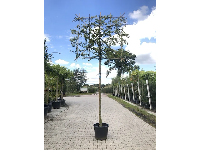 2x haagbeuk carpinus betulus, leiboom, ca. 200 cm stamhoogte - afbeelding 2 van  2