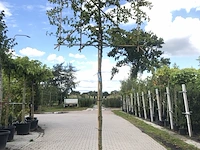 2x haagbeuk carpinus betulus, leiboom, ca. 200 cm stamhoogte - afbeelding 2 van  2