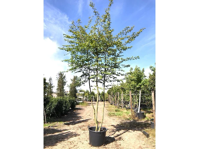2x haagbeuk carpinus betulus, meerstammig, ca. 4 m hoog - afbeelding 1 van  2