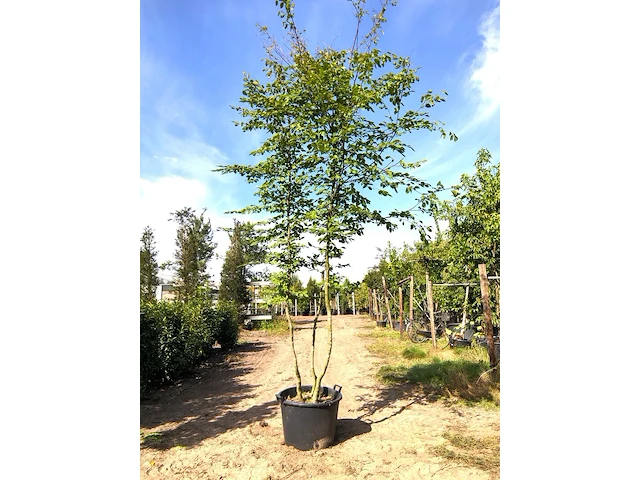 2x haagbeuk carpinus betulus, meerstammig, ca. 4 m hoog - afbeelding 2 van  2