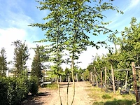 2x haagbeuk carpinus betulus, meerstammig, ca. 4 m hoog - afbeelding 2 van  2