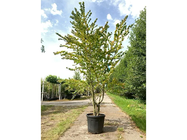 2x hartjesboom cercidiphyllum japonicum, meerstammig, roodgele herfstkleur, ca. 250 cm hoog - afbeelding 1 van  3
