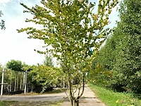 2x hartjesboom cercidiphyllum japonicum, meerstammig, roodgele herfstkleur, ca. 250 cm hoog - afbeelding 1 van  3
