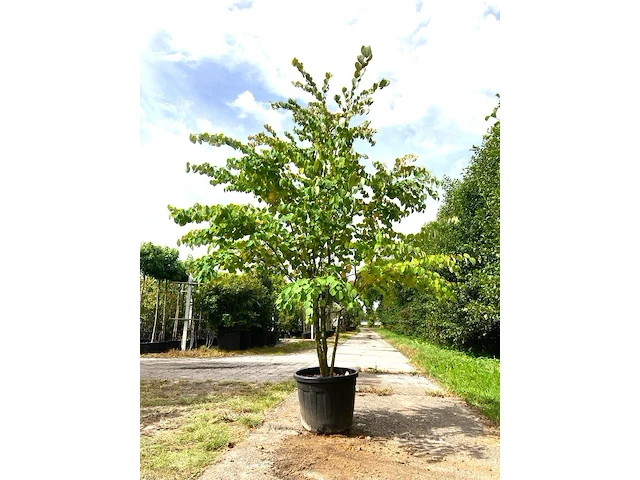 2x hartjesboom cercidiphyllum japonicum, meerstammig, roodgele herfstkleur, ca. 250 cm hoog - afbeelding 2 van  3