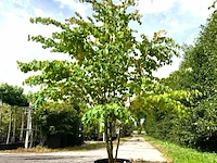 2x hartjesboom cercidiphyllum japonicum, meerstammig, roodgele herfstkleur, ca. 250 cm hoog - afbeelding 2 van  3