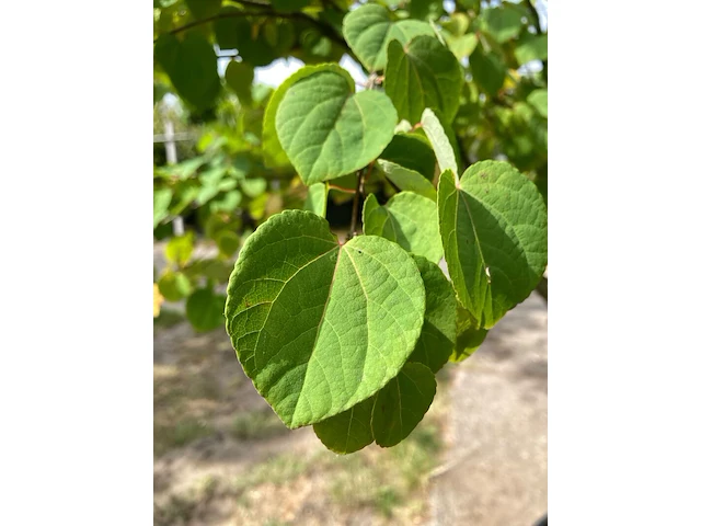 2x hartjesboom cercidiphyllum japonicum, meerstammig, roodgele herfstkleur, ca. 250 cm hoog - afbeelding 3 van  3