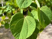 2x hartjesboom cercidiphyllum japonicum, meerstammig, roodgele herfstkleur, ca. 250 cm hoog - afbeelding 3 van  3