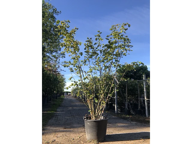 2x hazelnoot corylus 'webb's prize cob', meerstammig, bruine hazelnoten, ca. 250 cm hoog - afbeelding 1 van  2