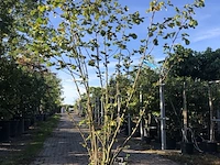 2x hazelnoot corylus 'webb's prize cob', meerstammig, bruine hazelnoten, ca. 250 cm hoog - afbeelding 2 van  2