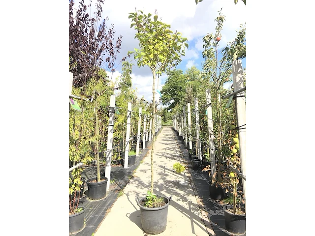 2x hongaarse sering syringa josikaea, bloesemboom, roze bloei, ca. 3 m hoog - afbeelding 2 van  3