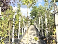 2x hongaarse sering syringa josikaea, bloesemboom, roze bloei, ca. 3 m hoog - afbeelding 2 van  3