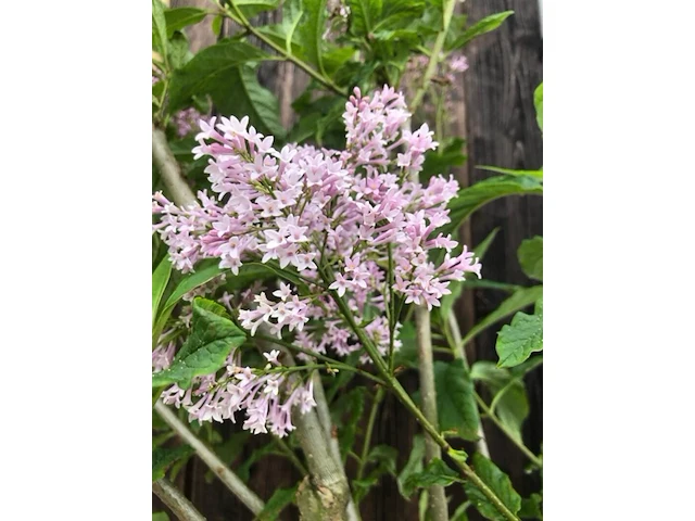 2x hongaarse sering syringa josikaea, bloesemboom, roze bloei, ca. 3 m hoog - afbeelding 3 van  3