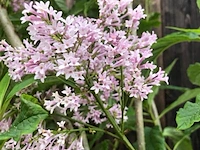 2x hongaarse sering syringa josikaea, bloesemboom, roze bloei, ca. 3 m hoog - afbeelding 3 van  3