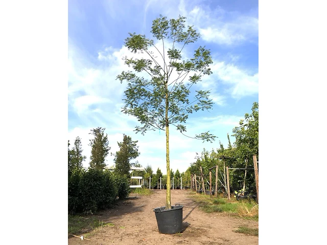 2x honingboom sophora japonica, witte bloei, ca. 6 m hoog - afbeelding 1 van  2