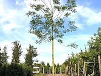 2x honingboom sophora japonica, witte bloei, ca. 6 m hoog - afbeelding 1 van  2