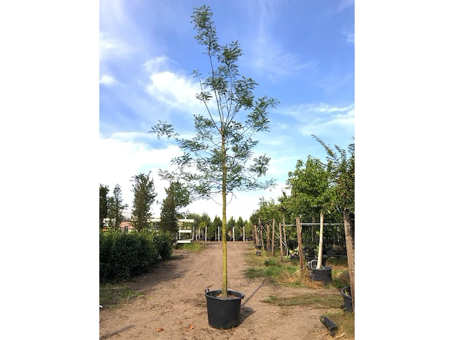 2x honingboom sophora japonica, witte bloei, ca. 6 m hoog - afbeelding 2 van  2