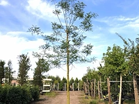 2x honingboom sophora japonica, witte bloei, ca. 6 m hoog - afbeelding 2 van  2