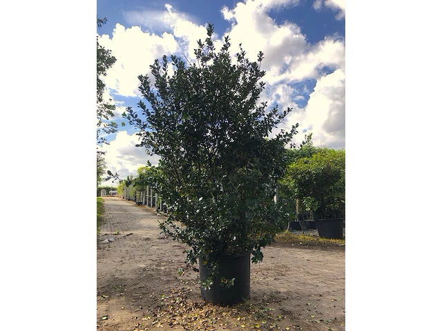 2x hulst ilex 'blue prince', solitair, wintergroen, ca. 250 cm hoog - afbeelding 1 van  2