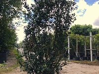 2x hulst ilex 'blue prince', solitair, wintergroen, ca. 250 cm hoog - afbeelding 2 van  2