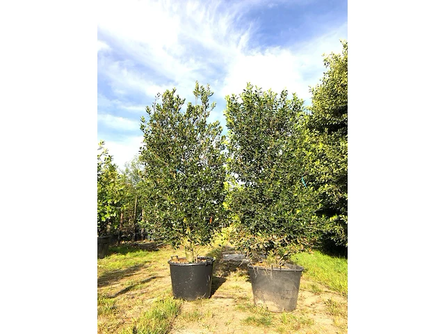 2x hulst ilex 'limsi', solitair, wintergroen, ca. 250 cm hoog - afbeelding 1 van  2