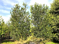 2x hulst ilex 'limsi', solitair, wintergroen, ca. 250 cm hoog - afbeelding 1 van  2