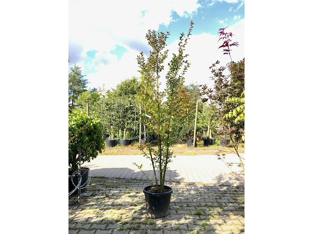 2x indiche sering lagerstroemia 'tuscarora', meerstammig, roze/rode bloei, ca. 225 cm hoog - afbeelding 1 van  3