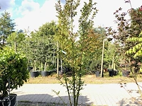 2x indiche sering lagerstroemia 'tuscarora', meerstammig, roze/rode bloei, ca. 225 cm hoog - afbeelding 1 van  3