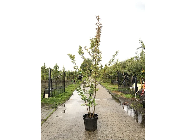 2x indiche sering lagerstroemia 'tuscarora', meerstammig, roze/rode bloei, ca. 225 cm hoog - afbeelding 2 van  3
