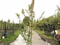 2x indiche sering lagerstroemia 'tuscarora', meerstammig, roze/rode bloei, ca. 225 cm hoog - afbeelding 2 van  3