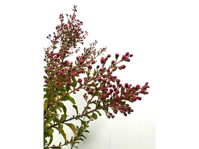 2x indiche sering lagerstroemia 'tuscarora', meerstammig, roze/rode bloei, ca. 225 cm hoog - afbeelding 3 van  3