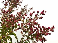 2x indiche sering lagerstroemia 'tuscarora', meerstammig, roze/rode bloei, ca. 225 cm hoog - afbeelding 3 van  3