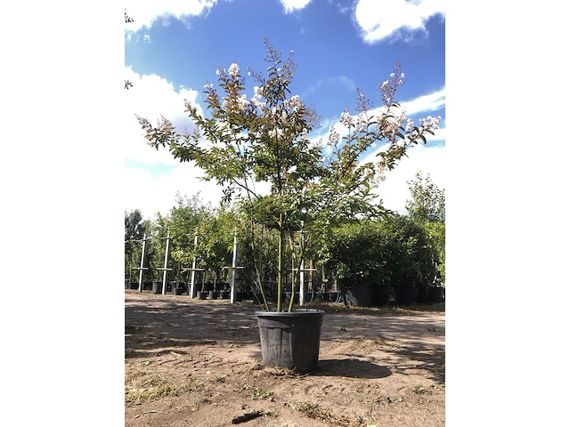 2x indische sering lagerstroemia 'natchez', meerstammig, witte bloei, ca. 250 cm hoog - afbeelding 1 van  3