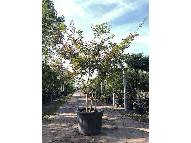 2x indische sering lagerstroemia 'natchez', meerstammig, witte bloei, ca. 250 cm hoog - afbeelding 2 van  3
