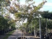 2x indische sering lagerstroemia 'natchez', meerstammig, witte bloei, ca. 250 cm hoog - afbeelding 2 van  3