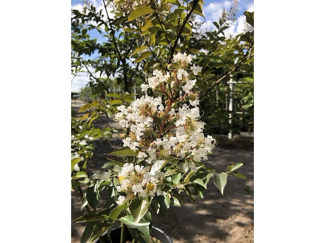 2x indische sering lagerstroemia 'natchez', meerstammig, witte bloei, ca. 250 cm hoog - afbeelding 3 van  3