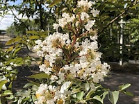2x indische sering lagerstroemia 'natchez', meerstammig, witte bloei, ca. 250 cm hoog - afbeelding 3 van  3