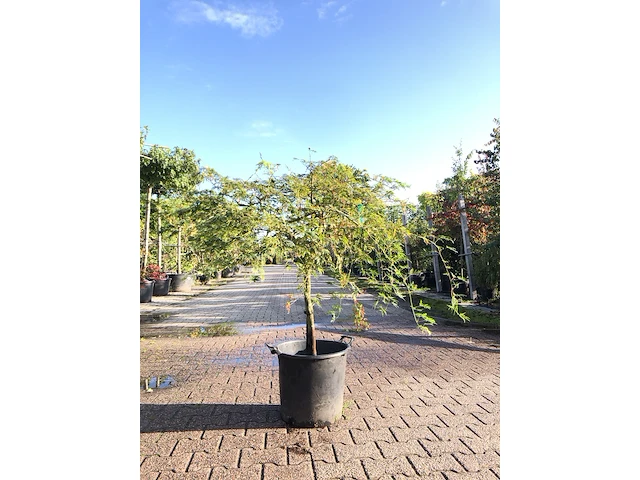 2x japanse esdoorn acer 'dissectum', prieelboom, ca. 125 cm hoog - afbeelding 1 van  2