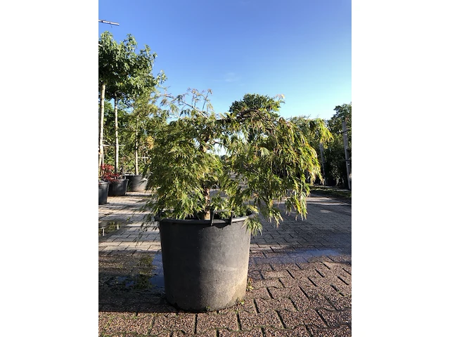 2x japanse esdoorn acer 'dissectum', prieelboom, ca. 125 cm hoog - afbeelding 2 van  2