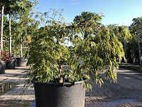 2x japanse esdoorn acer 'dissectum', prieelboom, ca. 125 cm hoog - afbeelding 2 van  2