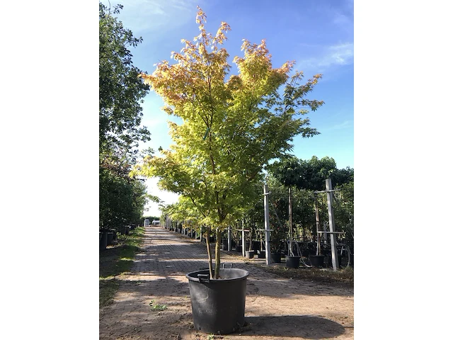 2x japanse esdoorn acer 'sangokaku', meerstammig, geeloranje herfstkleur, ca. 250 cm hoog - afbeelding 1 van  2
