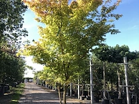 2x japanse esdoorn acer 'sangokaku', meerstammig, geeloranje herfstkleur, ca. 250 cm hoog - afbeelding 1 van  2