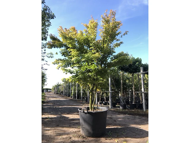 2x japanse esdoorn acer 'sangokaku', meerstammig, geeloranje herfstkleur, ca. 250 cm hoog - afbeelding 2 van  2